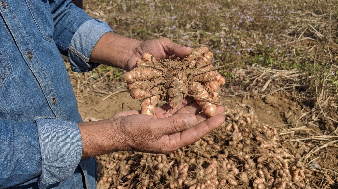 Freshly harvested Lakadong turmeric rhizomes being sorted and graded before packing for a wholesale or export order