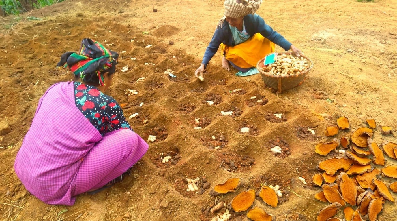 Aggregated turmeric rhizome lots collected from Jaintia Hills farms near Jowai